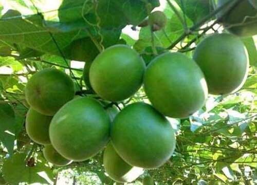 罗汉果产地在什么地方