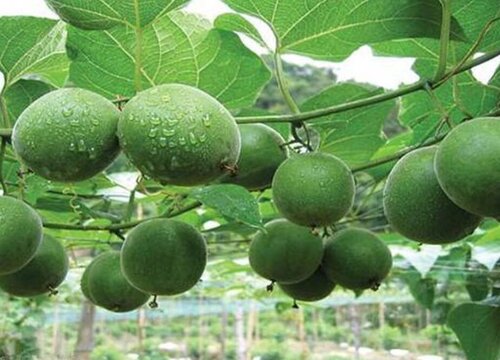 罗汉果产地在什么地方