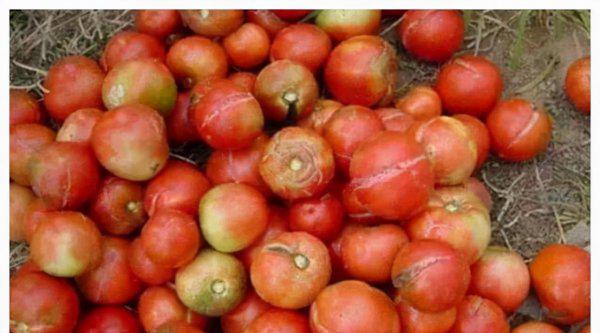种的西红柿为什么会开裂