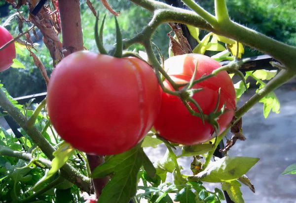 种的西红柿为什么会开裂