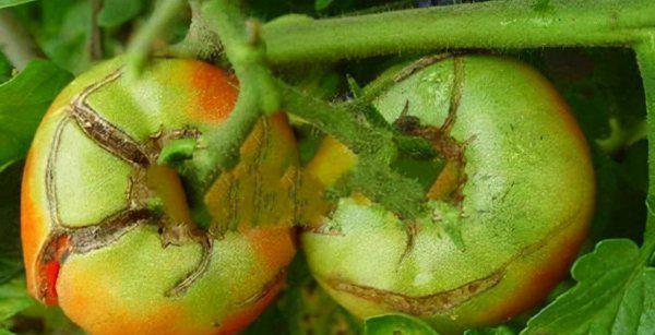 种的西红柿为什么会开裂