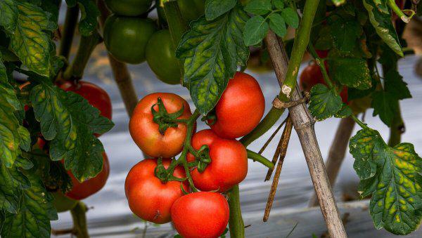 种的西红柿为什么会开裂