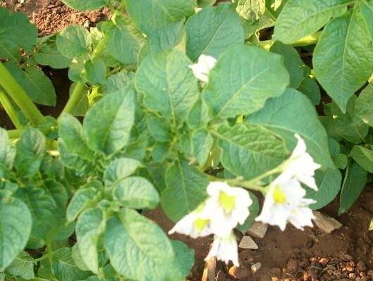 马铃薯播种后缺苗如何补救