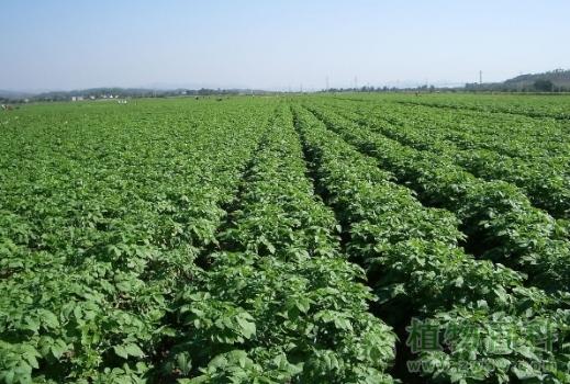 马铃薯播种后缺苗如何补救