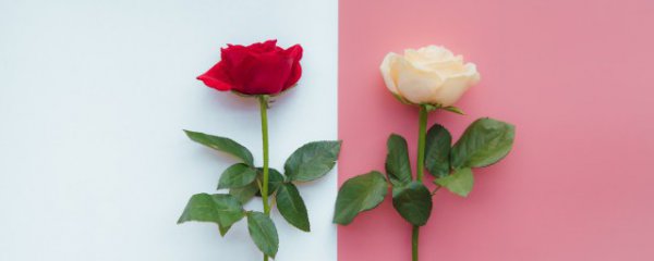 新鲜玫瑰花如何放置好保鲜