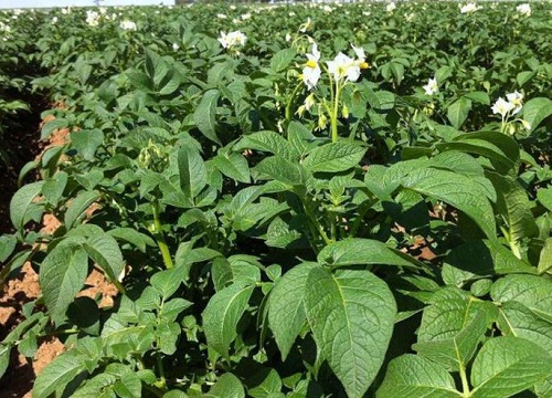 马铃薯播种后缺苗如何补救