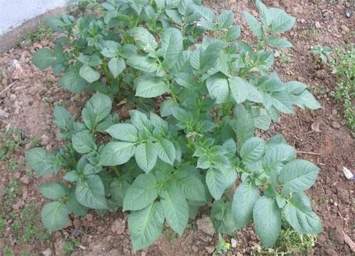 马铃薯播种后缺苗如何补救