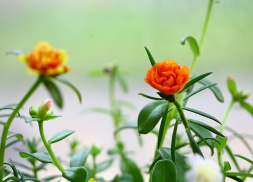 重瓣太阳花怎么过冬