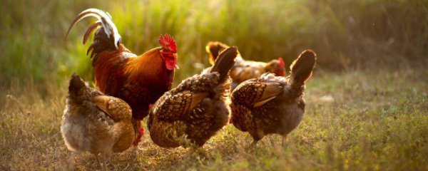 三黄鸡产地在哪里