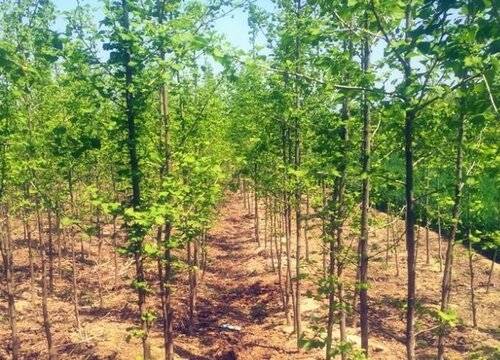 银杏花期是什么时候