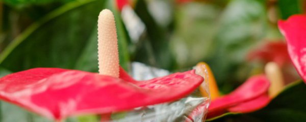 红掌花适合摆放在客厅吗