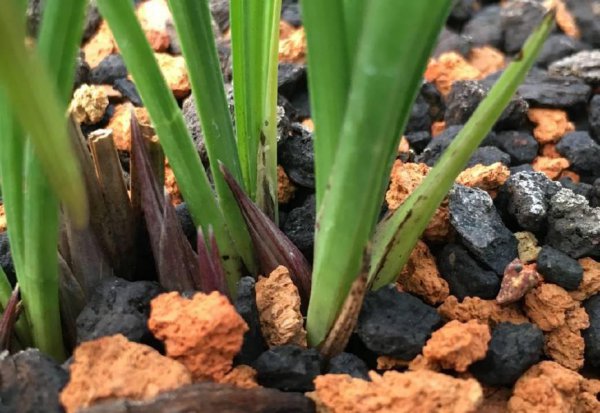 春兰来花苞了还需要春化吗