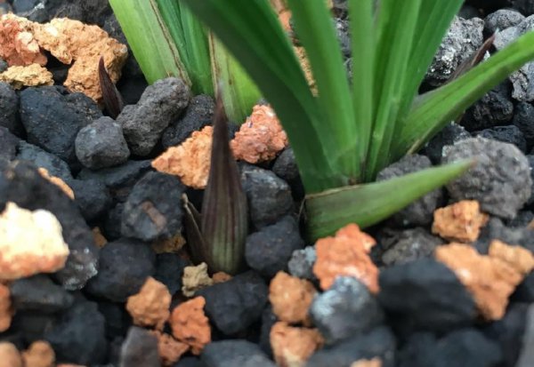 春兰来花苞了还需要春化吗