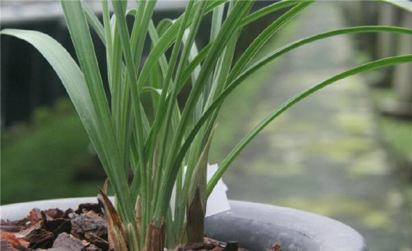 春兰来花苞了还需要春化吗