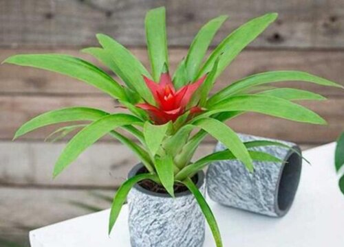 代表家庭幸福的花