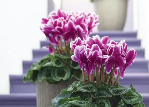 代表家庭幸福的花