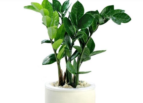 代表家庭幸福的花