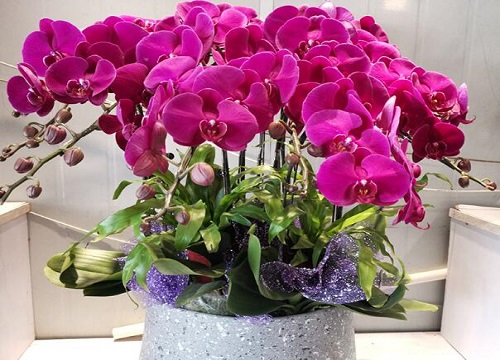 代表家庭幸福的花