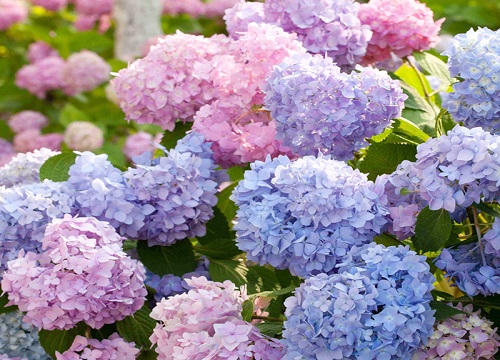 代表家庭幸福的花