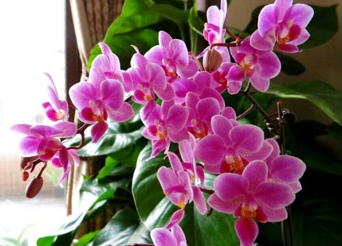 代表家庭幸福的花