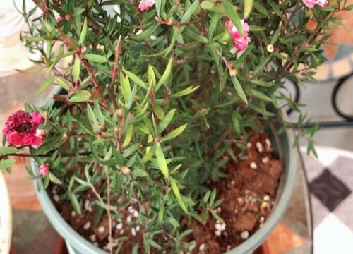 松红梅怎么修剪方法