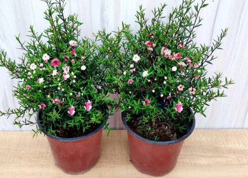 松红梅怎么修剪方法