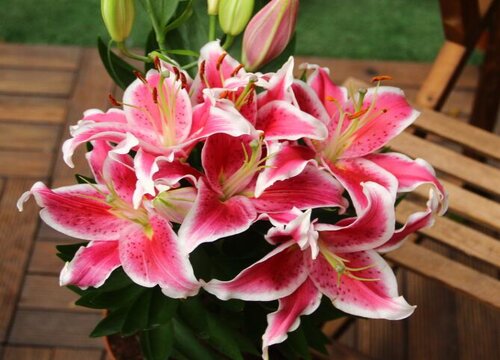 百合花花期几天