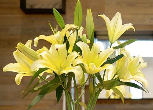 百合花花期几天