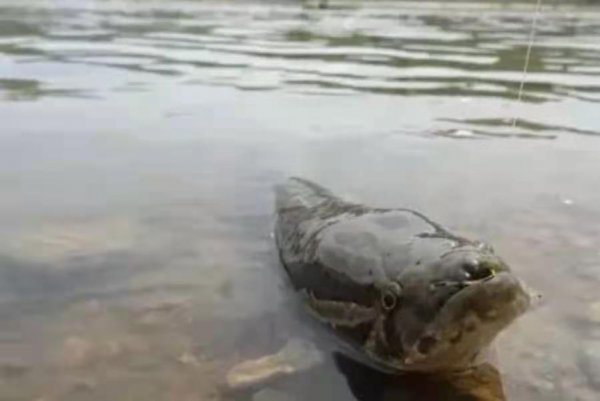 黑鱼怎么钓才容易上钩