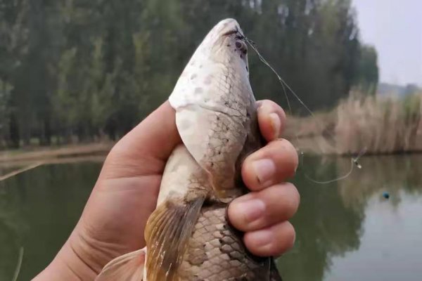 黑鱼怎么钓才容易上钩