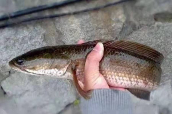 黑鱼怎么钓才容易上钩