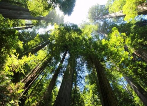 赛鞋木豆是黑檀还是乌金木