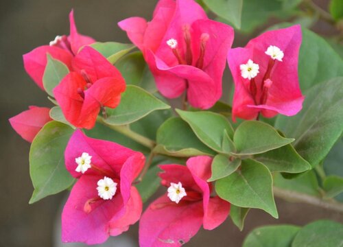 三角梅不开花什么原因