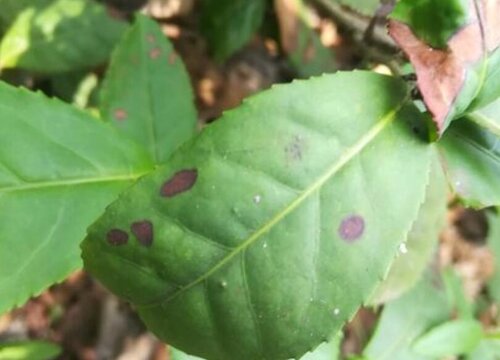 茶炭疽病的发病原因及治疗方法