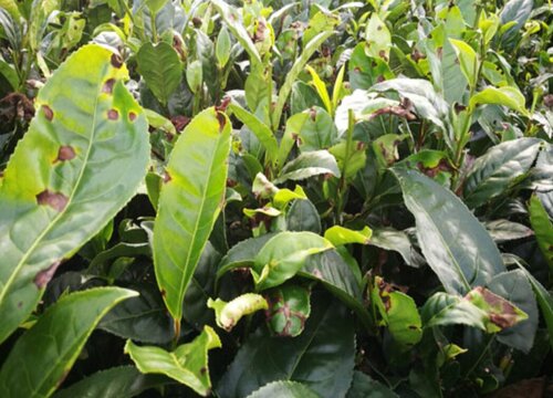 茶炭疽病的发病原因及治疗方法