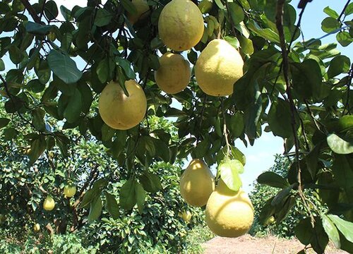 柚子病虫害防治技术与方法措施