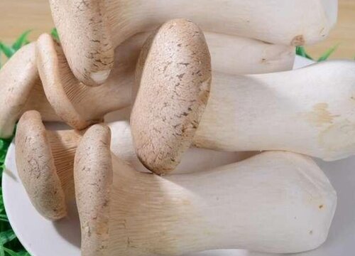 杏鲍菇保存方法