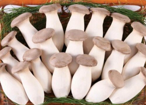 杏鲍菇保存方法