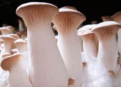 杏鲍菇保存方法