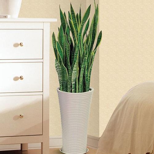 适合卧室的花卉植物净化空气