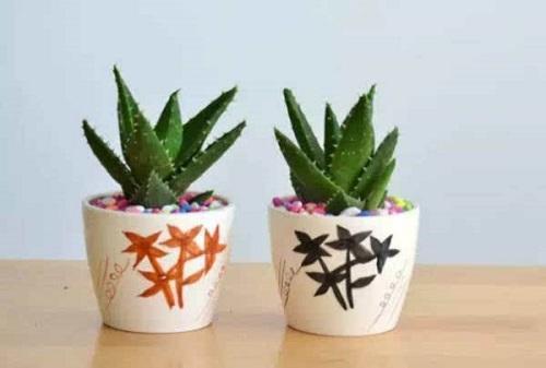 适合卧室的花卉植物净化空气