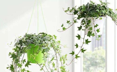 适合卧室的花卉植物净化空气