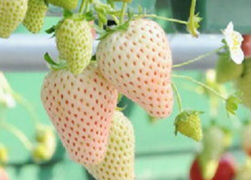 草莓喜水还是喜旱