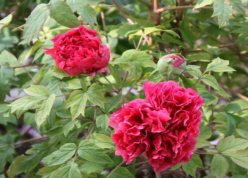 牡丹花的种植方法及养护注意要点