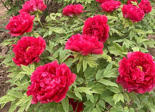 牡丹花的种植方法及养护注意要点