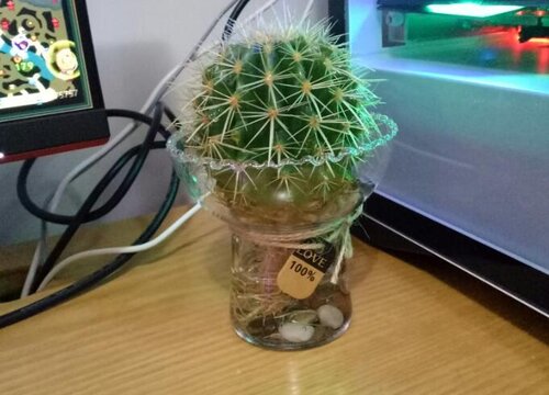 仙人球什么季节开花