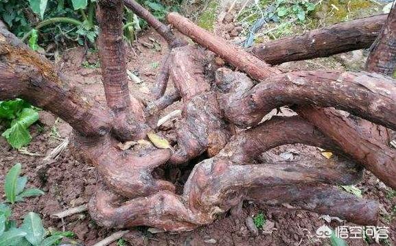 山木香嫁接月季好吗