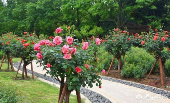 山木香嫁接月季好吗