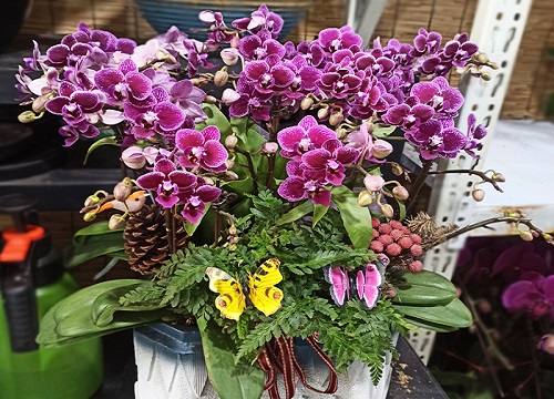 蝴蝶兰换盆半年长花箭算成功了吗