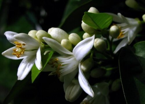 橘子花的花语和寓意